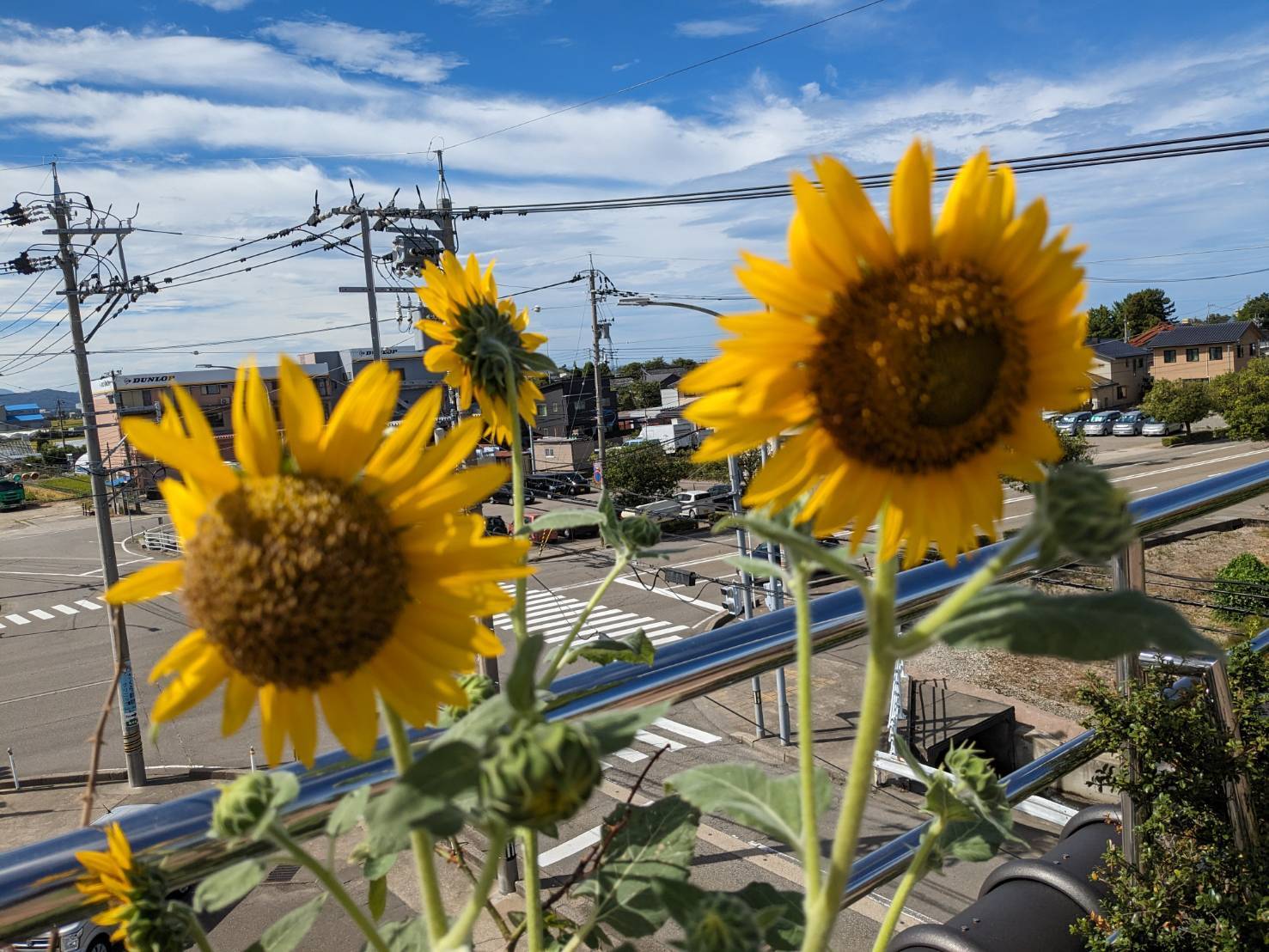 お花が復活 (2)