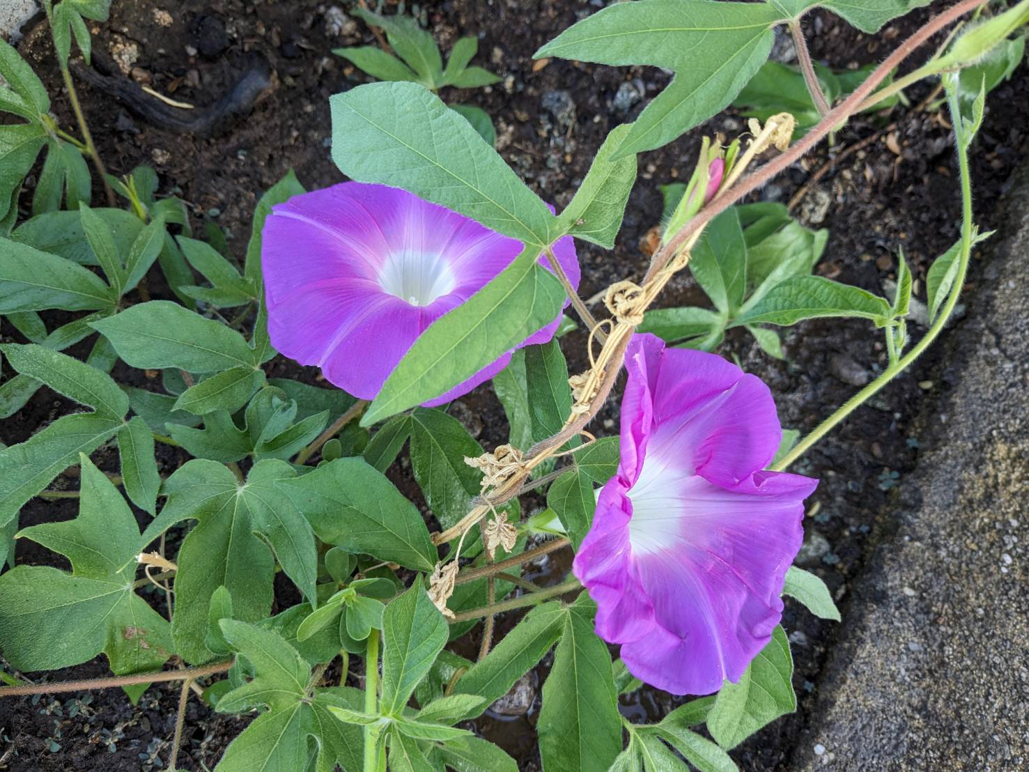 お花が復活 (4)